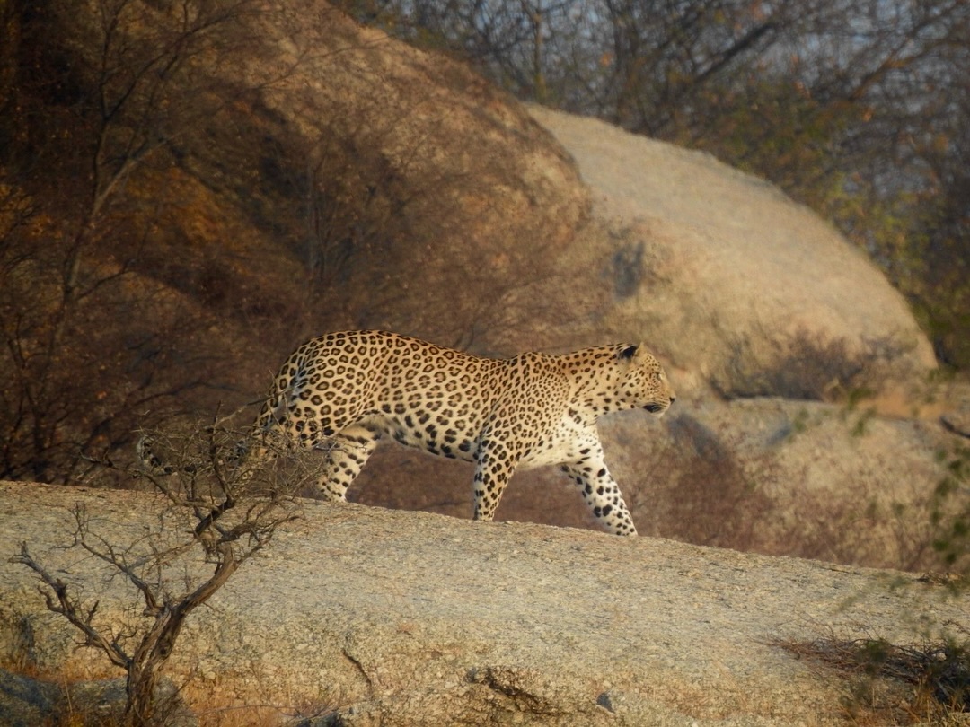 Experience the Best Jawai Leopard Safari in Rajasthan jawai safari (10)