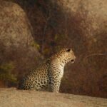 Leopard sighted during Full Day Safari in Jawai Rajasthan