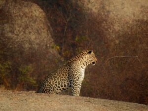 Leopard sighted during Full Day Safari in Jawai Rajasthan