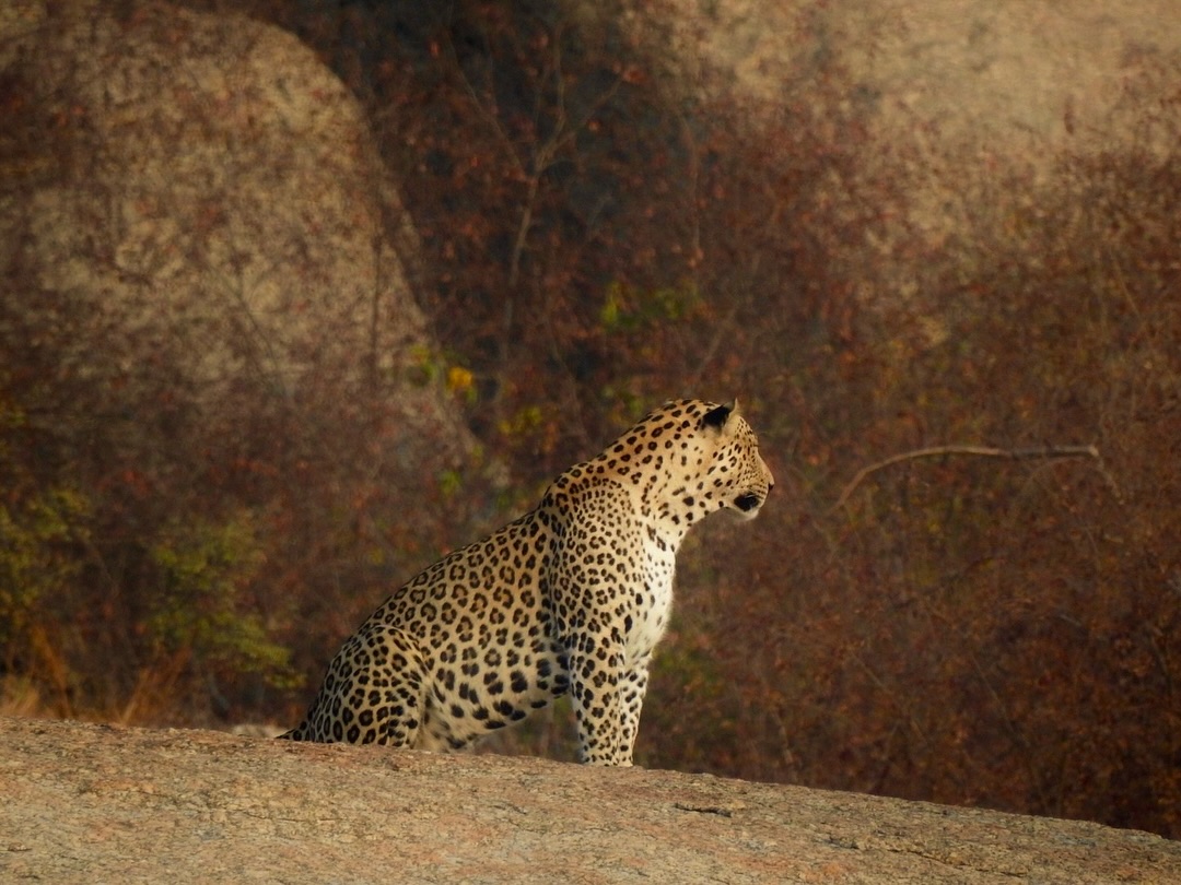 Experience the Best Jawai Leopard Safari in Rajasthan Leopard sighted during Full Day Safari in Jawai Rajasthan