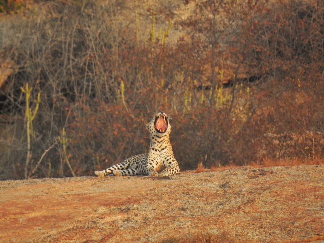 Experience the Best Jawai Leopard Safari in Rajasthan jawai safari (12)