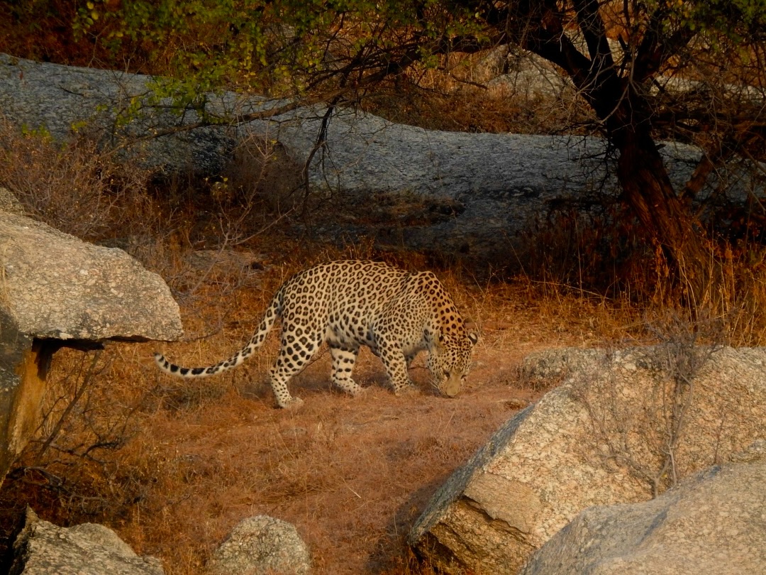 Experience the Best Jawai Leopard Safari in Rajasthan jawai safari (13)
