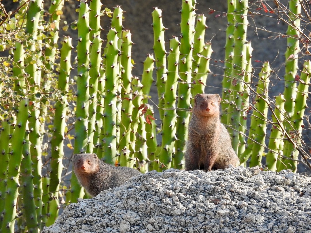 Experience the Best Jawai Leopard Safari in Rajasthan jawai safari (16)