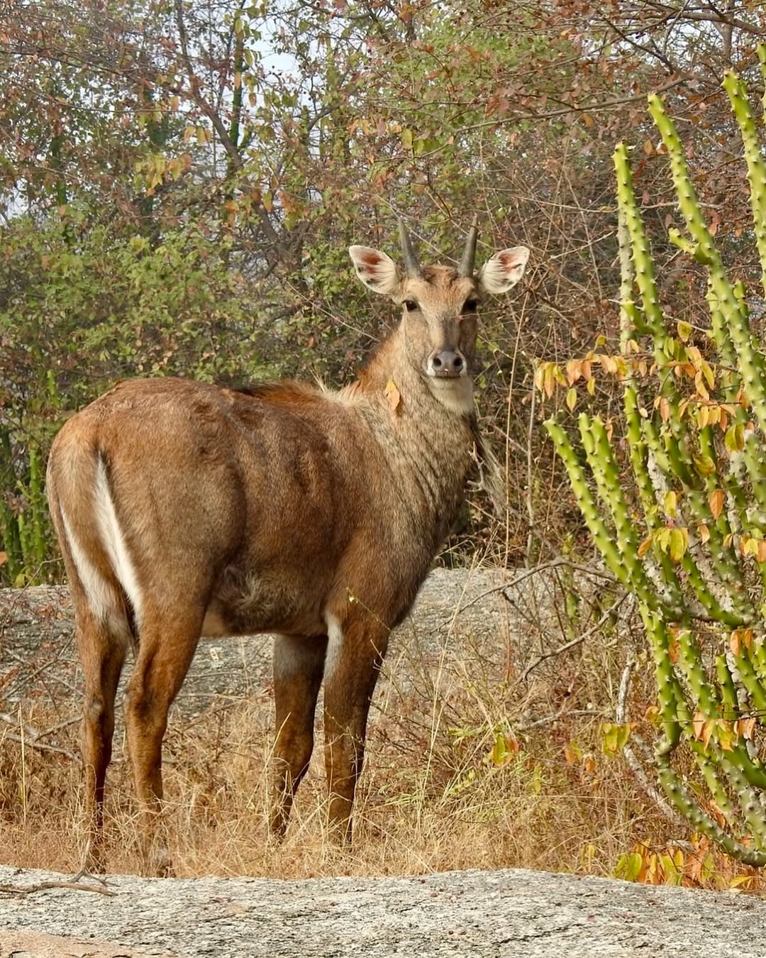 Experience the Best Jawai Leopard Safari in Rajasthan jawai safari (18)