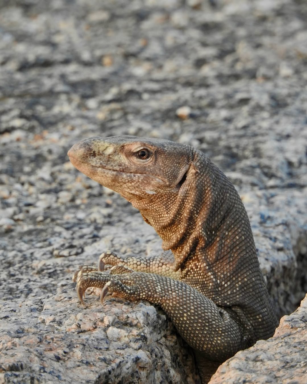 Experience the Best Jawai Leopard Safari in Rajasthan jawai safari (19)