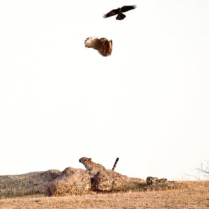 Leopard sighting during Jawai Leopard Safari in Rajasthan