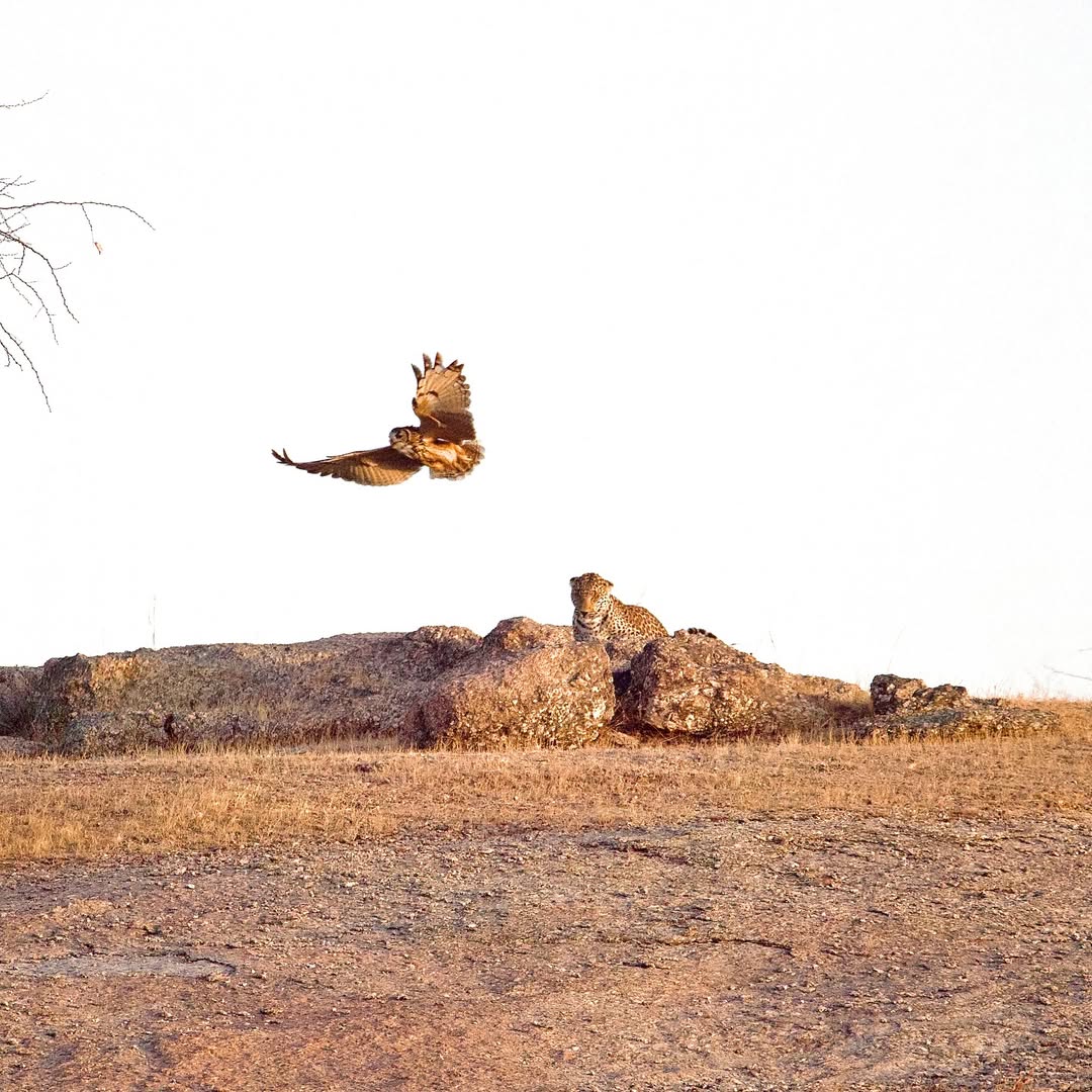 Experience the Best Jawai Leopard Safari in Rajasthan jawai safari (21)