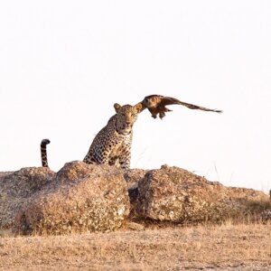 Leopard sighting during Jawai Leopard Safari in Rajasthan