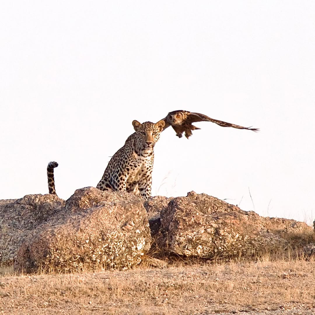 Experience the Best Jawai Leopard Safari in Rajasthan Leopard sighting during Jawai Leopard Safari in Rajasthan