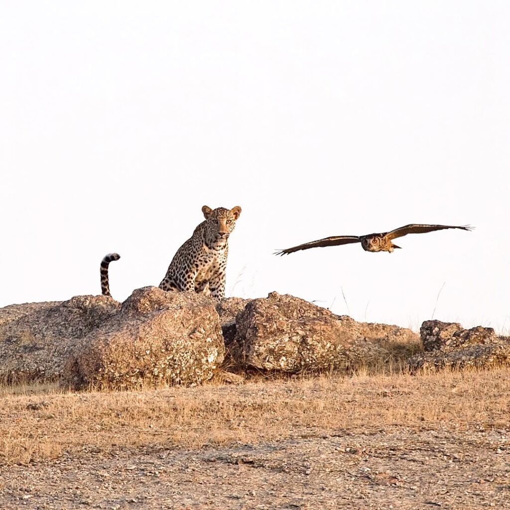 Leopards in Jawai Hills during Safari-Real Leopard Sighting in Rajasthan