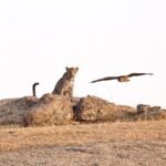 Jawai Leopard Safari Blog & Travel Guide Leopards in Jawai Hills during Safari-Real Leopard Sighting in Rajasthan