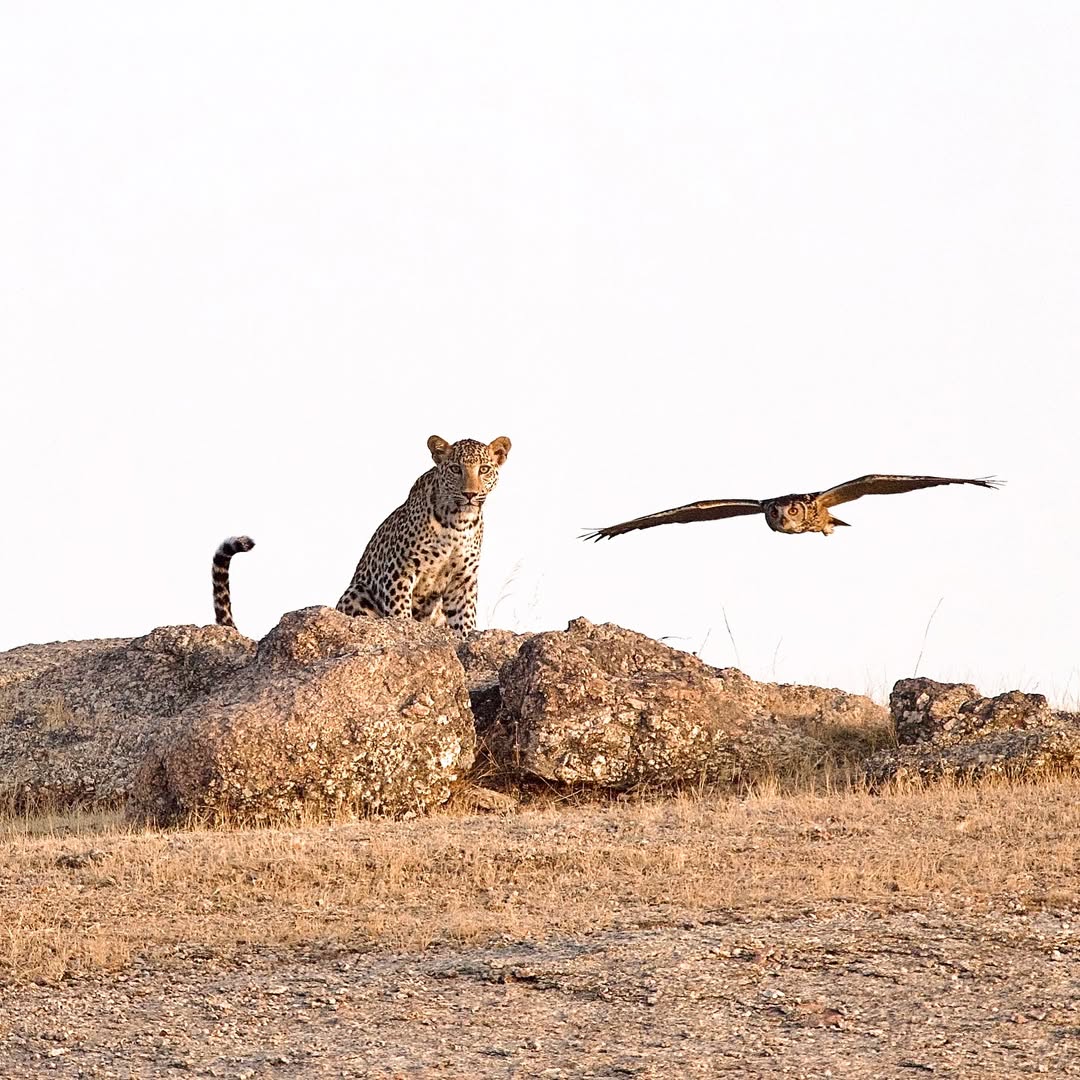 Experience the Best Jawai Leopard Safari in Rajasthan Leopards in Jawai Hills during Safari-Real Leopard Sighting in Rajasthan