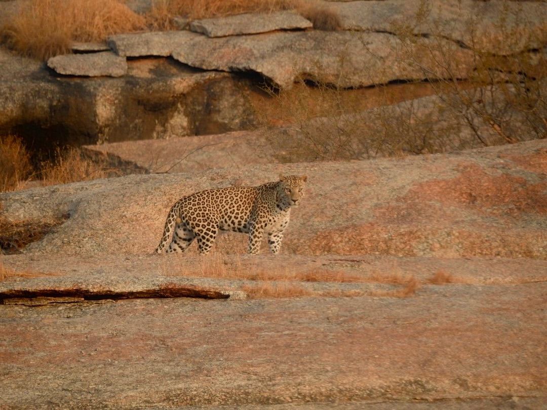 Experience the Best Jawai Leopard Safari in Rajasthan jawai safari (25)