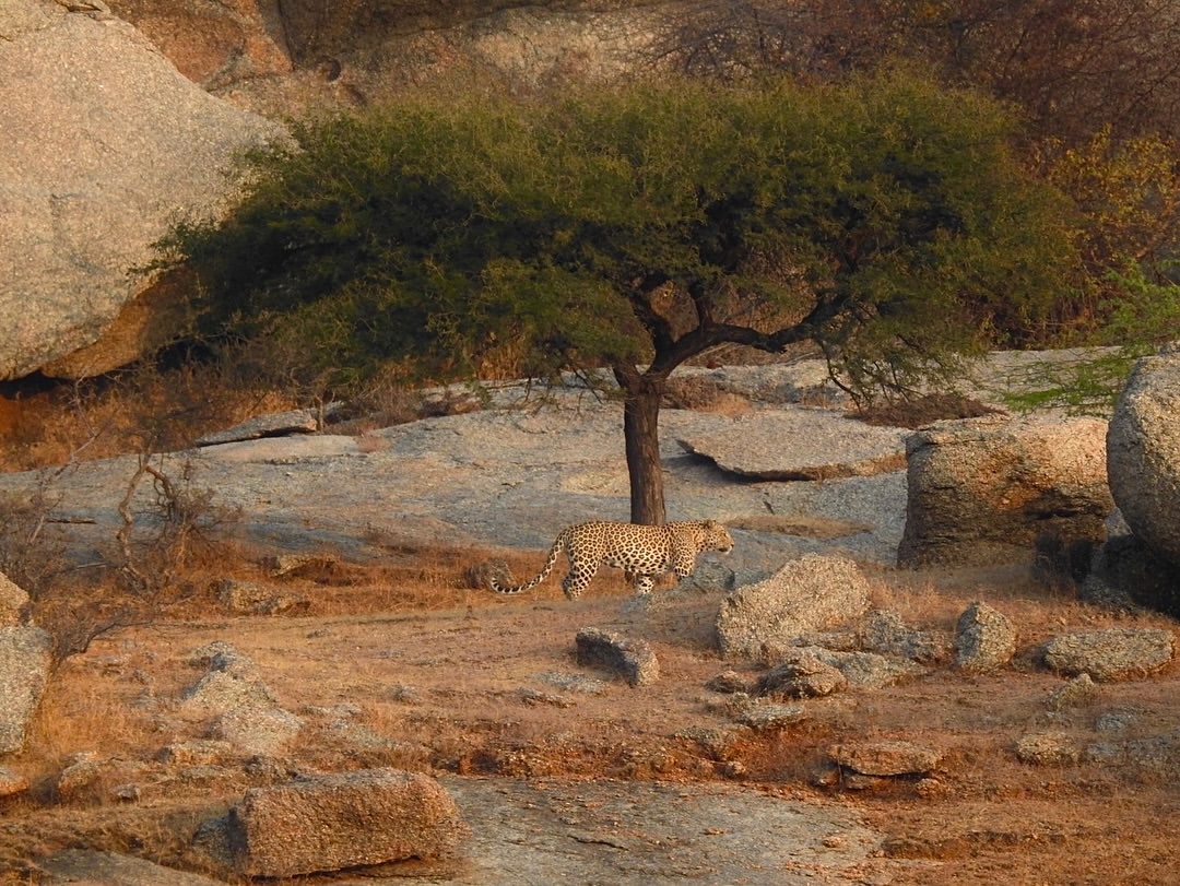 Experience the Best Jawai Leopard Safari in Rajasthan jawai safari (26)