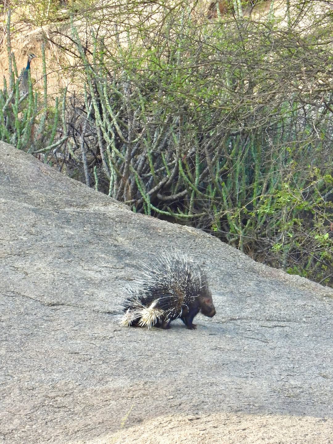 Experience the Best Jawai Leopard Safari in Rajasthan jawai safari (28)