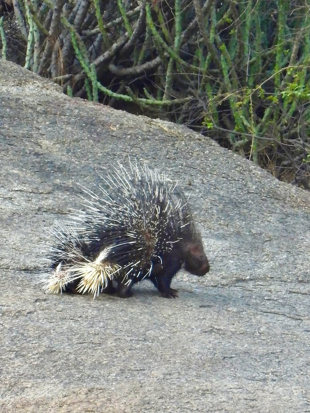 Experience the Best Jawai Leopard Safari in Rajasthan jawai safari (29)