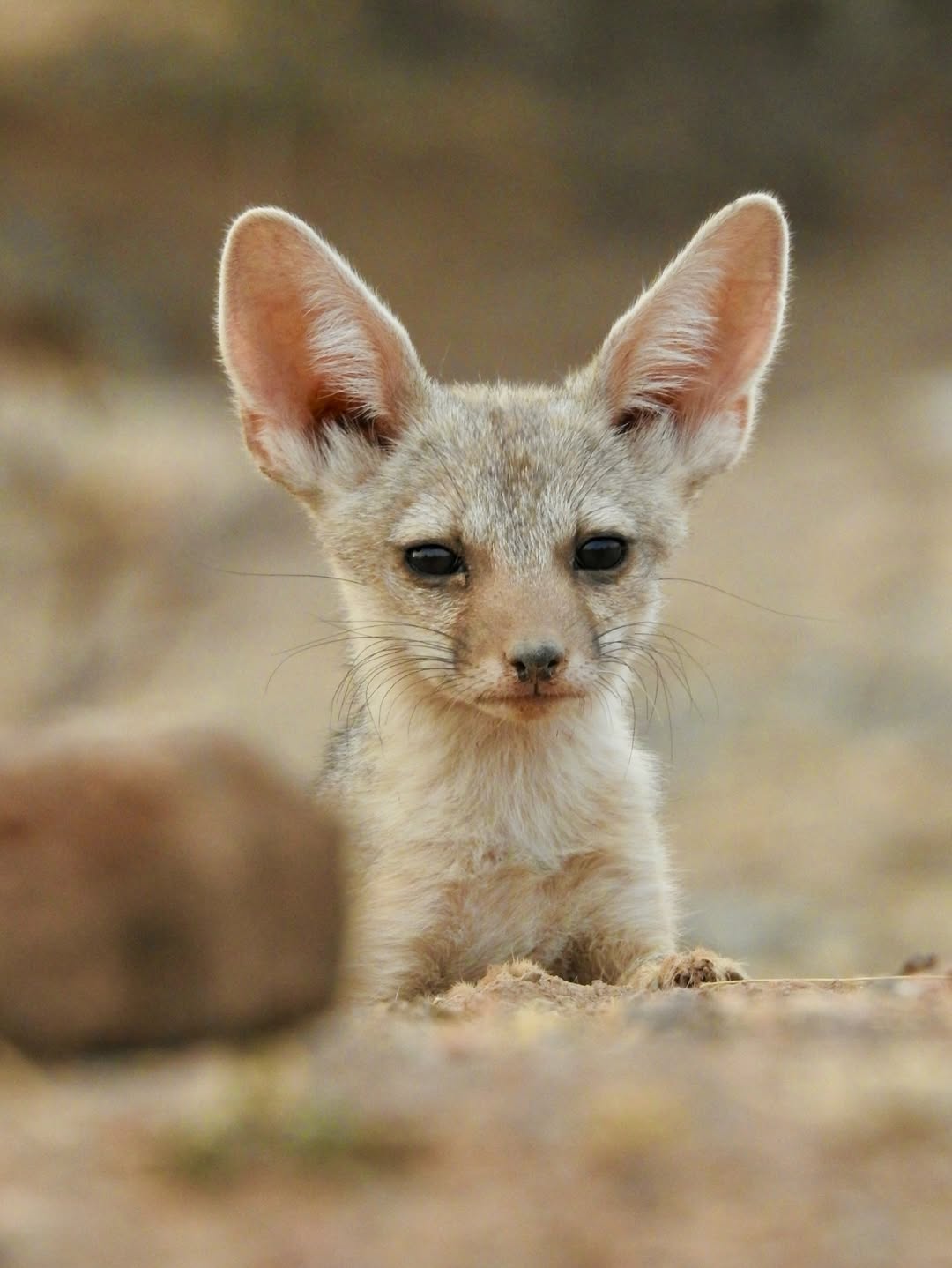 Experience the Best Jawai Leopard Safari in Rajasthan jawai safari (31)