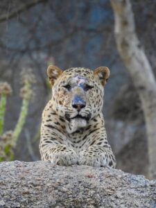 Jawai Leopard Safari Rajasthan – Private Gypsy Tour and Leopard Sightings