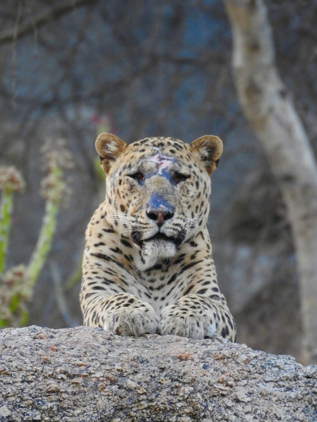 Experience the Best Jawai Leopard Safari in Rajasthan Jawai Leopard Safari Rajasthan – Private Gypsy Tour and Leopard Sightings