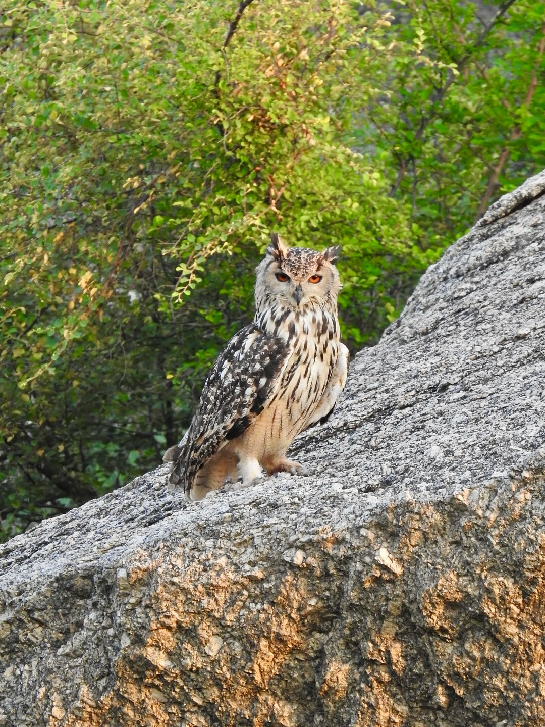 Experience the Best Jawai Leopard Safari in Rajasthan jawai safari (33)