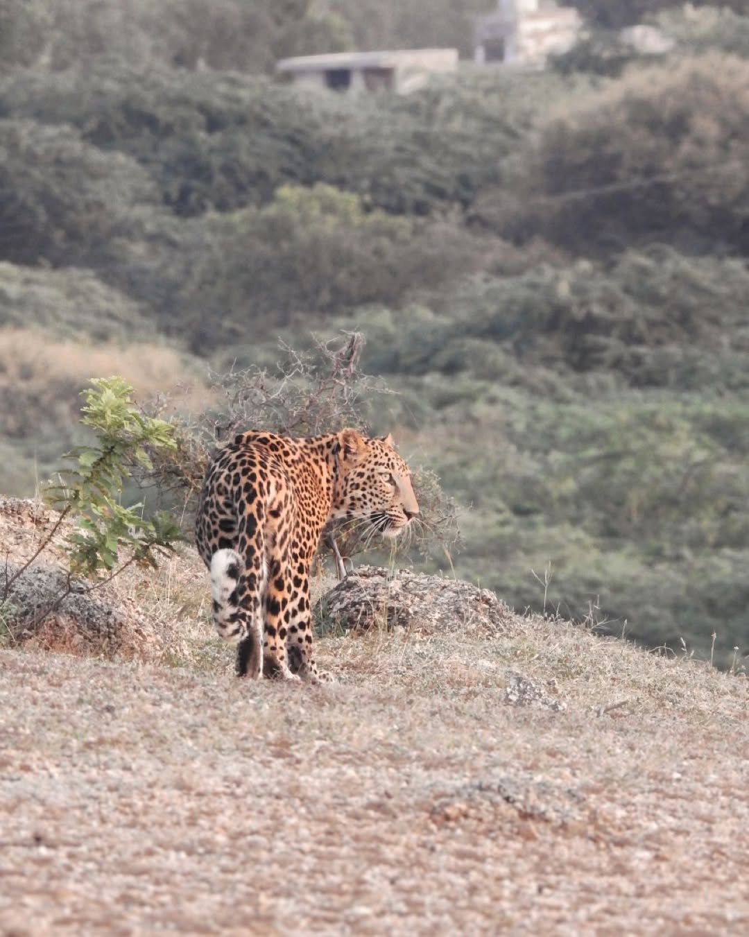 Experience the Best Jawai Leopard Safari in Rajasthan jawai safari (5)