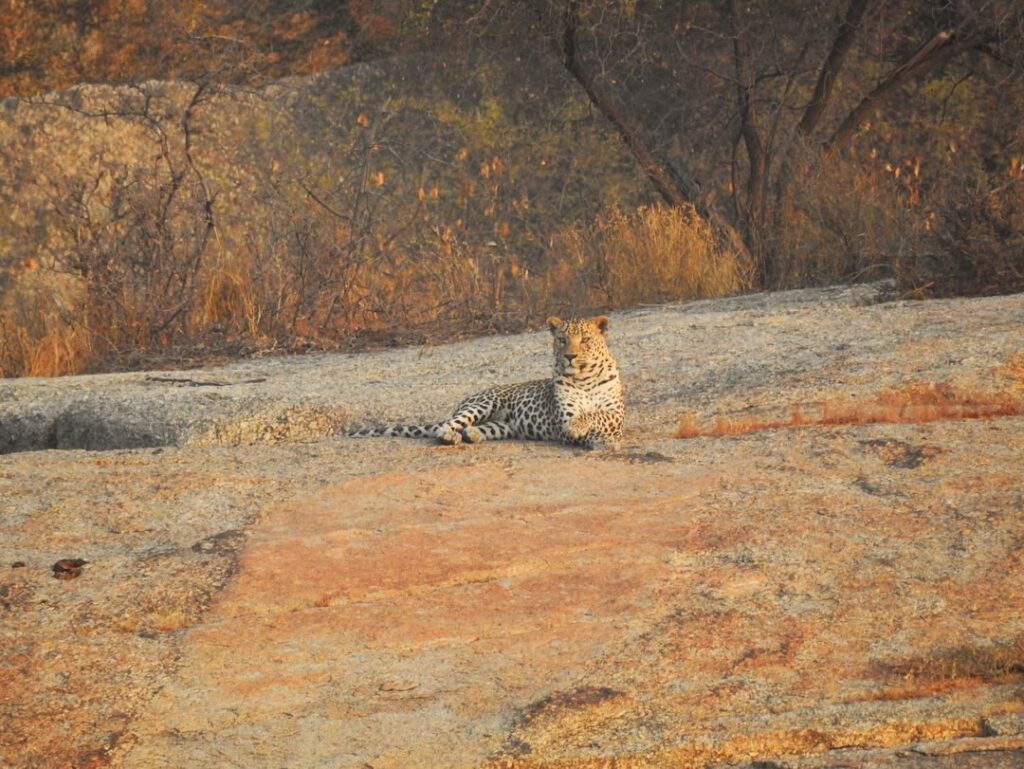 π Jawai Leopard Safari 2025 β Complete Guide from Local Experts (Timings, Prices, Zones & Sightings) Leopard resting on Jawai rocks during sunrise in Rajasthan