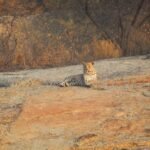 Jawai Leopard Safari Blog & Travel Guide Leopard resting on Jawai rocks during sunrise in Rajasthan