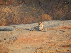 Leopard resting on Jawai rocks during sunrise in Rajasthan