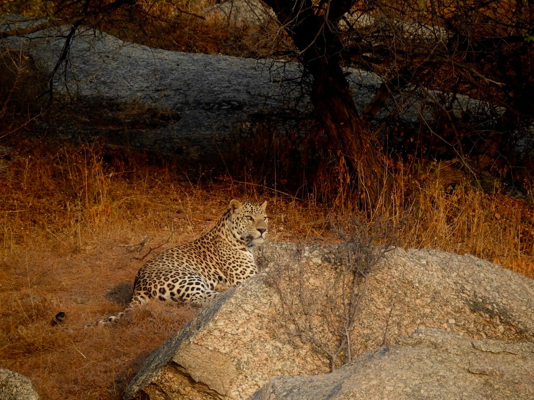 Experience the Best Jawai Leopard Safari in Rajasthan jawai safari (9)