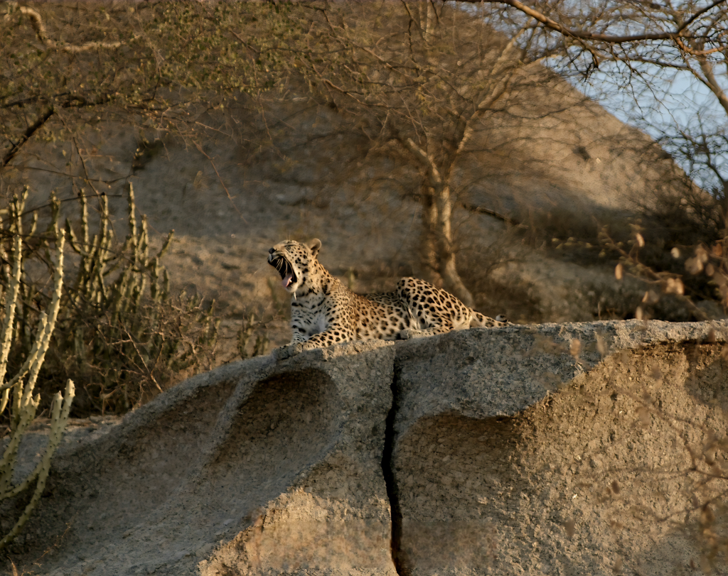 Experience the Best Jawai Leopard Safari in Rajasthan Leopard spotted during Sunset Safari in Jawai Rajasthan