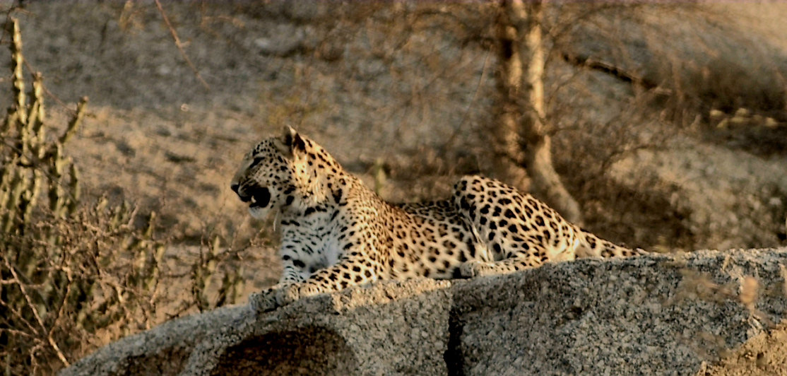 Experience the Best Jawai Leopard Safari in Rajasthan screenshot 2025 07 12 175526 (fileminimizer)