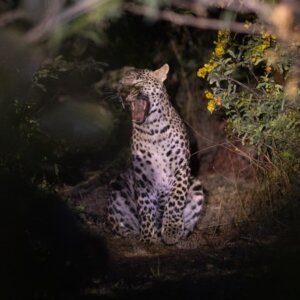 Leopard spotted during Safari in Jawai Rajasthan