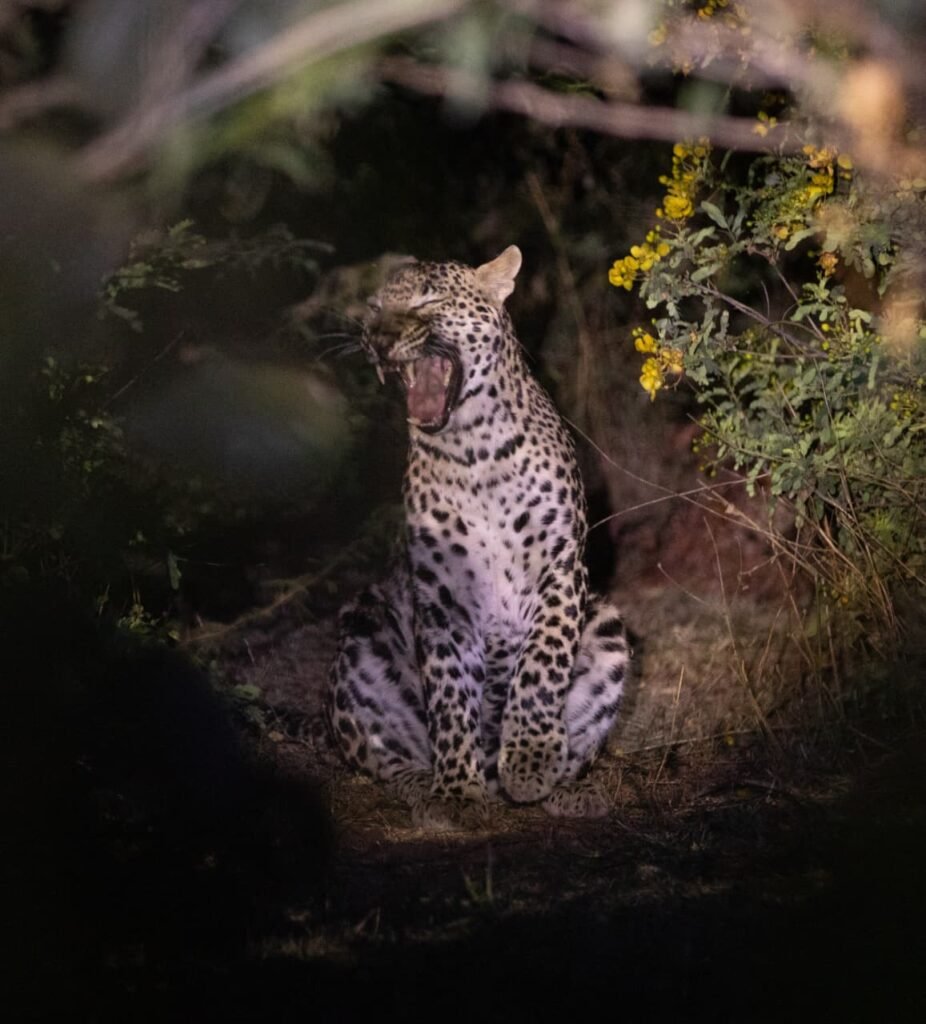 Leopard spotted during Safari in Jawai Rajasthan