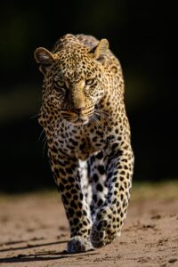 Leopard spotted during sunset safari in Jawai hills, Rajasthan wildlife tour