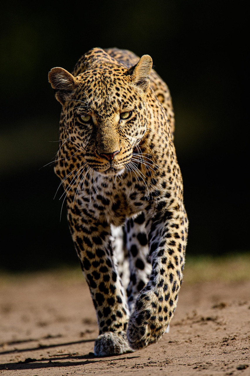 Experience the Best Jawai Leopard Safari in Rajasthan Leopard spotted during sunset safari in Jawai hills, Rajasthan wildlife tour