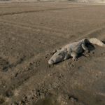 Crocodile in Jawai River Rajasthan during Safari