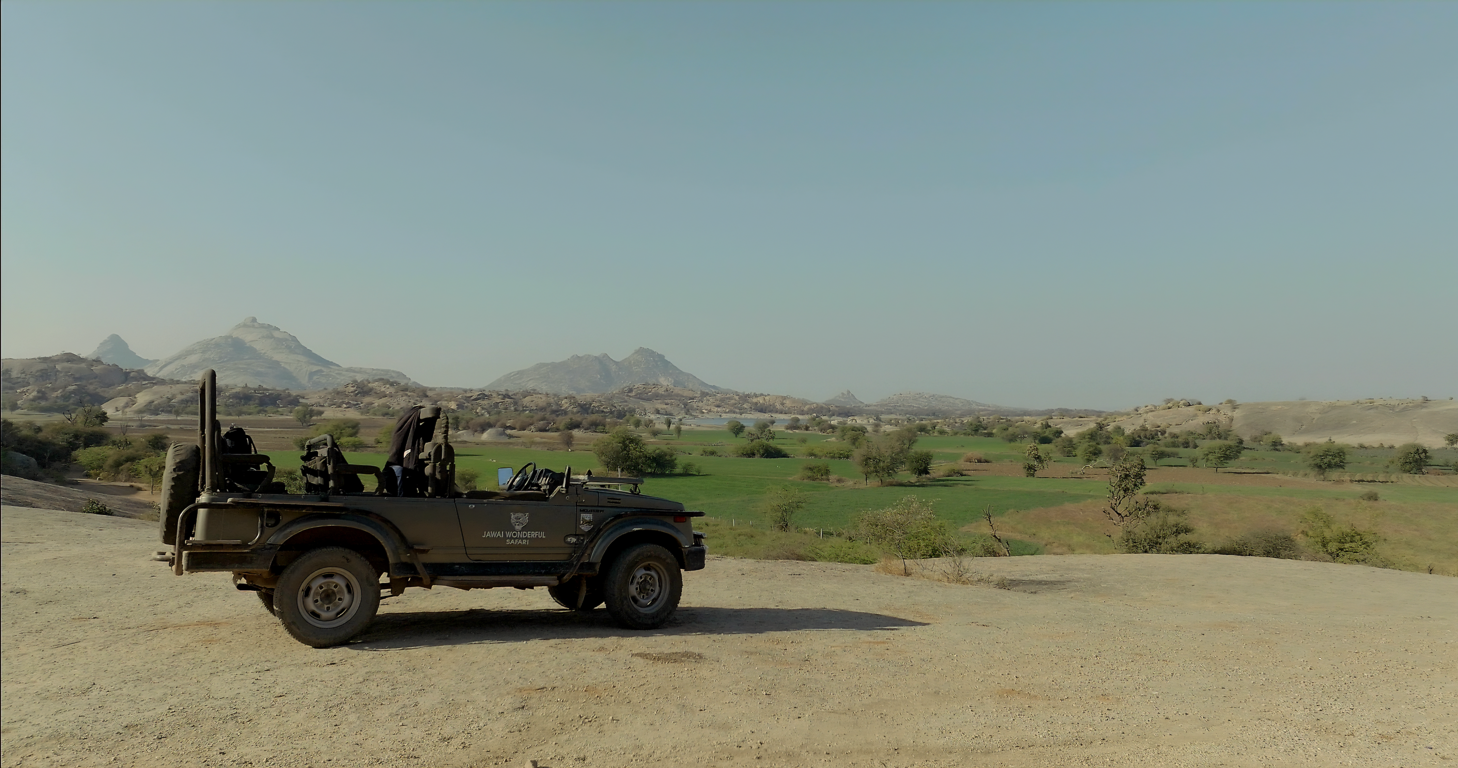 Best Things to Do in Jawai: Your Complete Travel Guide Leopard sighted during Full Day Safari in Jawai Rajasthan