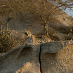 Leopard spotted during Sunset Safari in Jawai Rajasthan