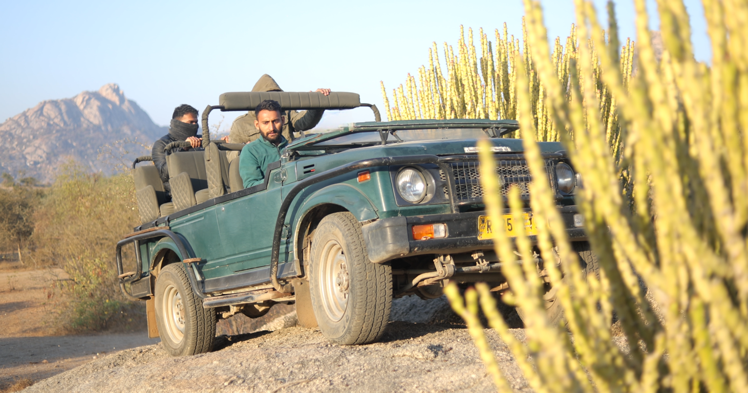 Experience the Best Jawai Leopard Safari in Rajasthan (15)