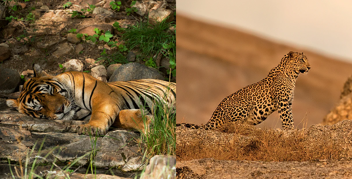 A Bengal tiger resting in Ranthambore forest beside a leopard standing alert on Jawai’s rocky hills, showing the difference between tiger and leopard habitats in Rajasthan.