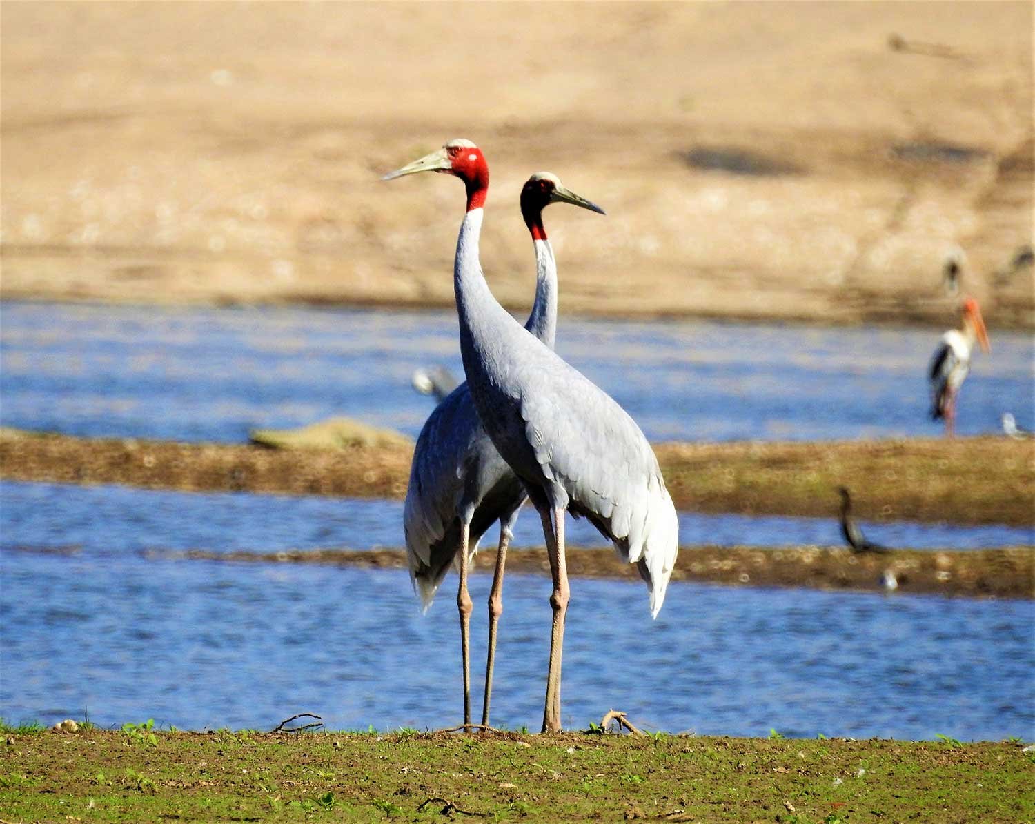 Birdwatching near Jawai Dam with migratory birds and natural landscape in Rajasthan
