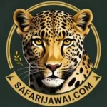 Experience the Best Jawai Leopard Safari in Rajasthan Safarijawai